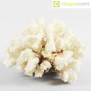 Minerali, corallo bianco Acropora (1)