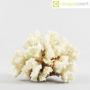Minerali, corallo bianco Acropora (2)