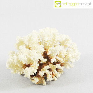 Minerali, corallo bianco Acropora (3)
