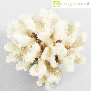 Minerali, corallo bianco Acropora (4)