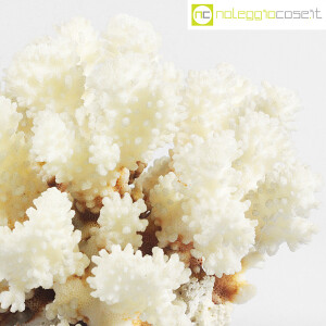Minerali, corallo bianco Acropora (6)