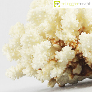 Minerali, corallo bianco Acropora (7)