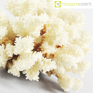 Minerali, corallo bianco Acropora (8)