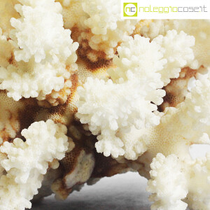 Minerali, corallo bianco Acropora (9)
